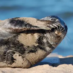 Foka na plaży, zasypana piaskiem, ukrywa pyszczek. Ciekawe, ile jest fok w Bałtyku, by móc podziwiać takie widoki.