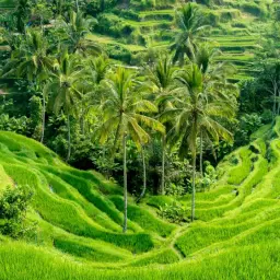 Zielone tarasy ryżowe na Bali, otoczone palmami. Idealny czas na wizytę, by podziwiać ten krajobraz, to pora deszczowa, od listopada do marca.