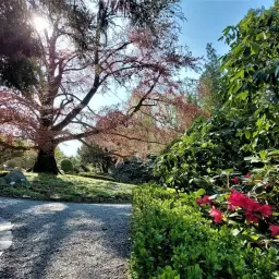 Arboretum Wojsławice zachwyca wiosną. Warto odwiedzić je, gdy kwitną rododendrony i rozwijają się liście na drzewach.