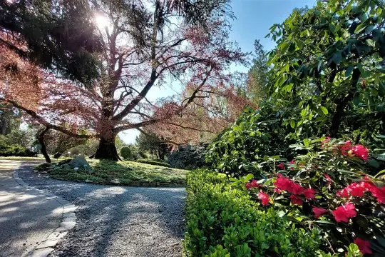 Arboretum Wojsławice zachwyca wiosną. Warto odwiedzić je, gdy kwitną rododendrony i rozwijają się liście na drzewach.