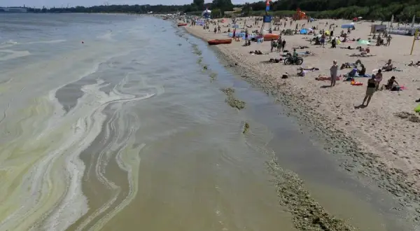 Jak wyglądają sinice w Bałtyku i jakie niosą zagrożenia zdrowotne
