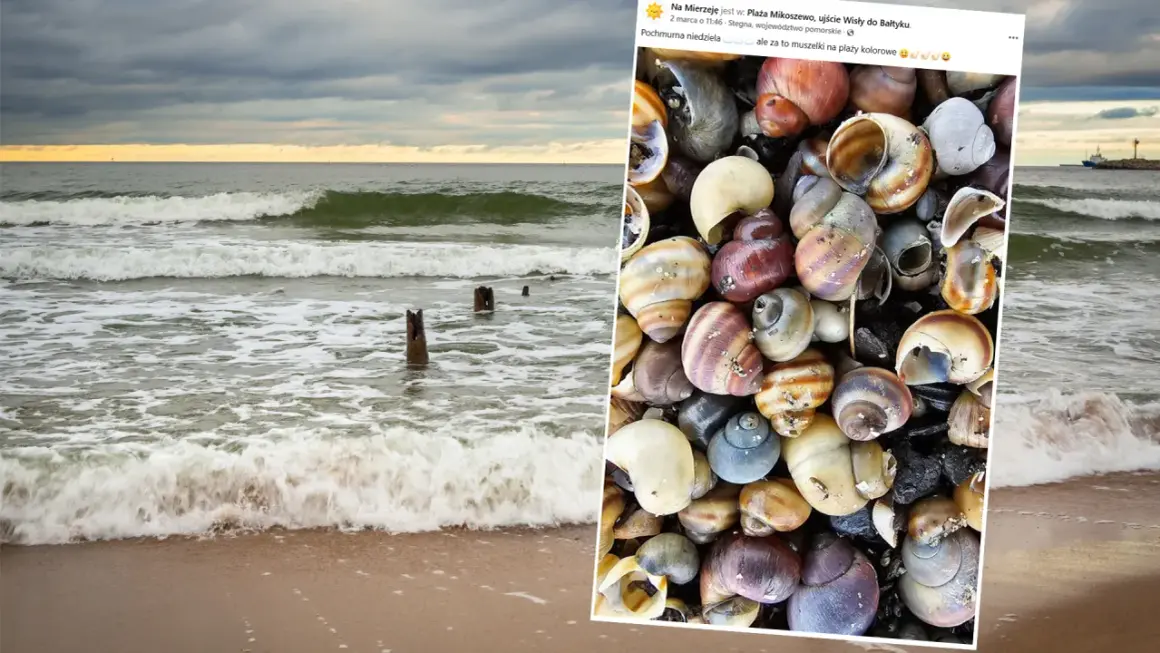 Kolorowe muszelki na plaży, które pokazują, jak powstają muszelki w Bałtyku. Fale obmywają brzeg, a na piasku leżą liczne skorupki.