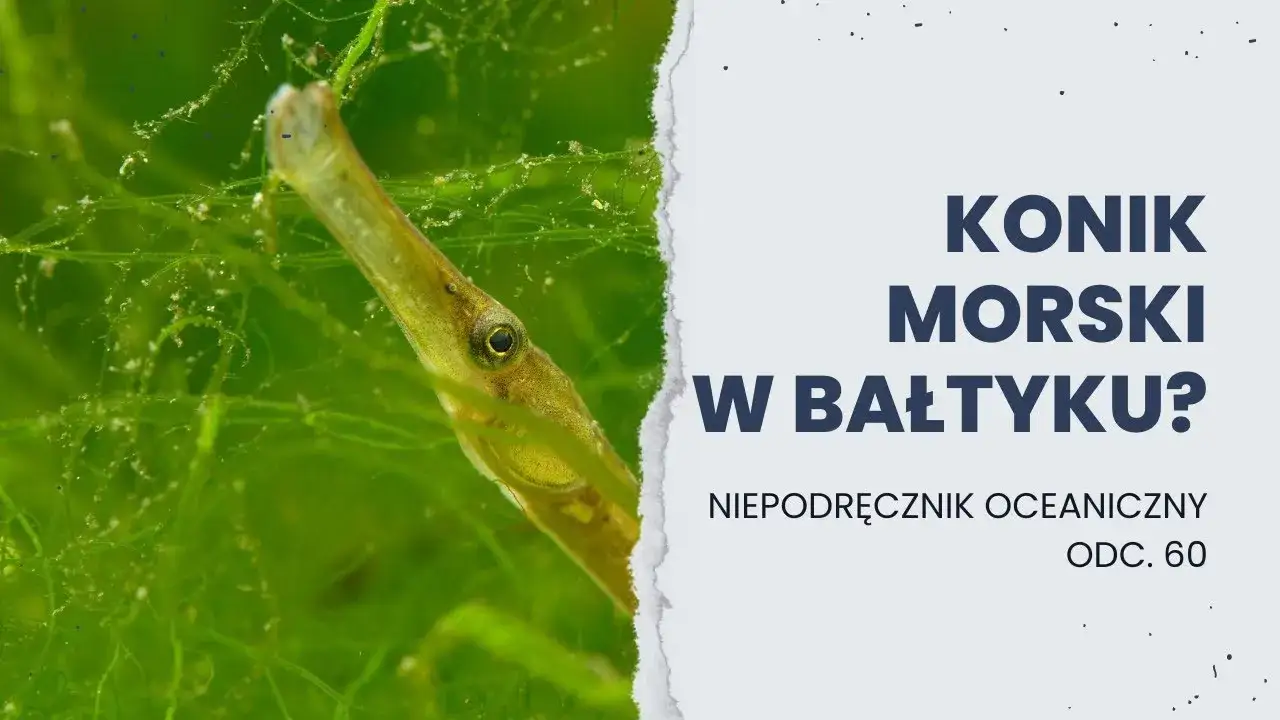 Zdjęcie Czy koniki morskie żyją w Bałtyku? Rzadkie przypadki i warunki życia