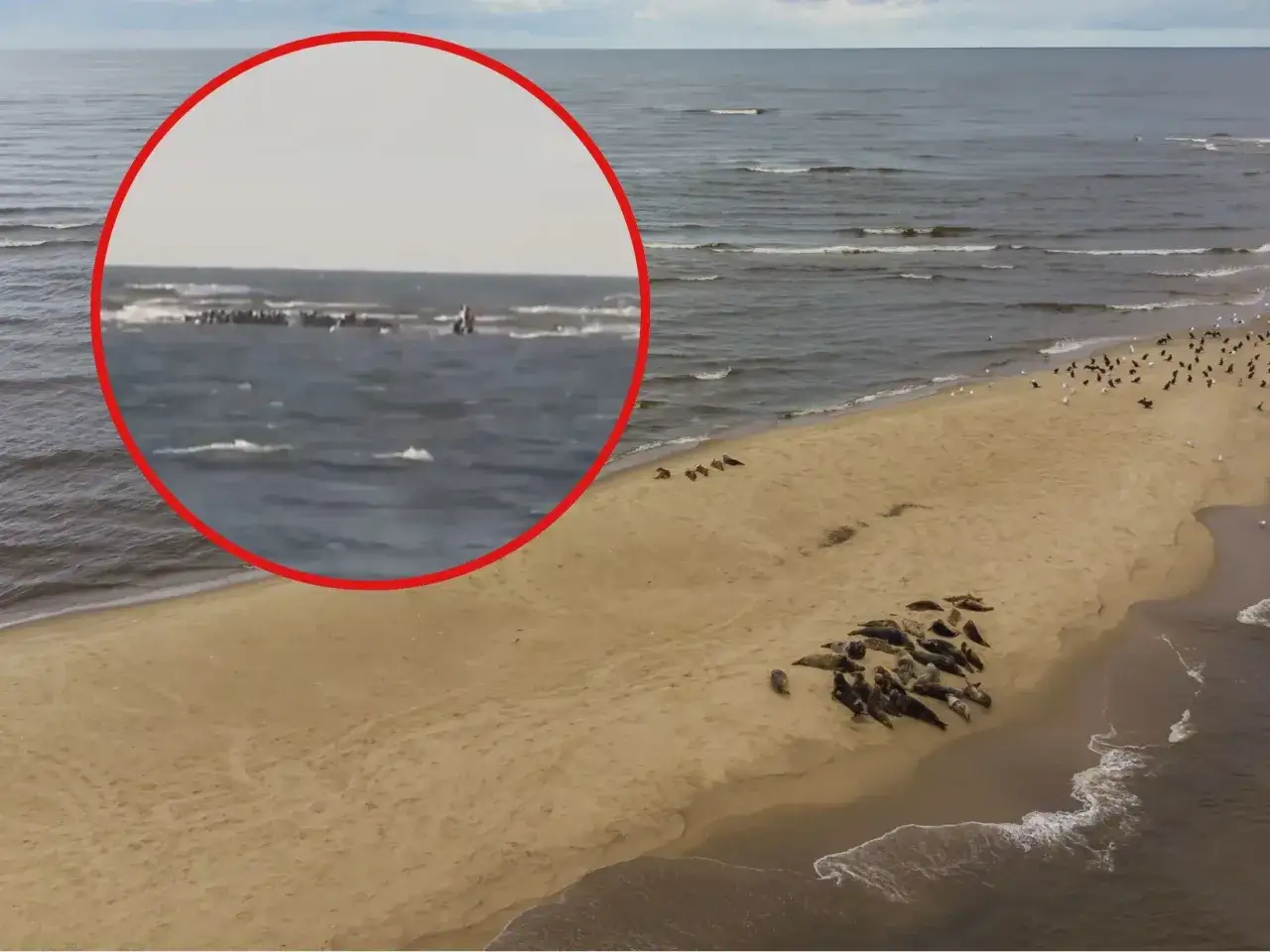 Na piaszczystej plaży odpoczywa stado fok. W oddali, na morzu, widać kolejne zwierzęta. Trudno oszacować, ile jest fok w Bałtyku, ale ten widok daje nadzieję.