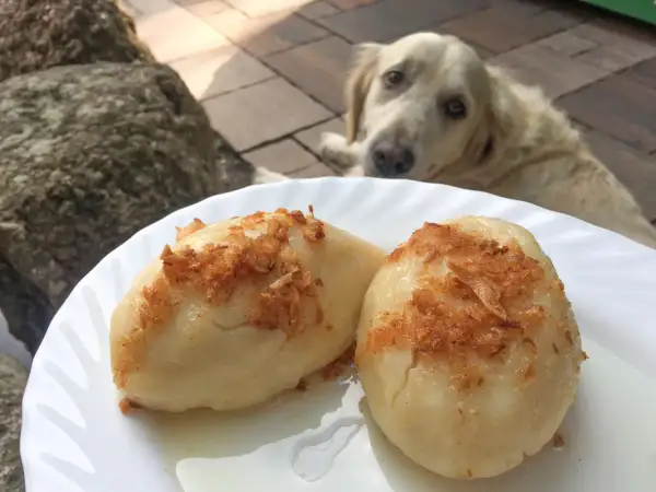 Złocisty retriever patrzy z nadzieją na talerz z pysznymi cepelinami. Idealne miejsce, gdzie można zjeść smaczne cepeliny.